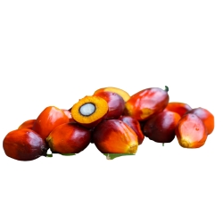 palm-fruit